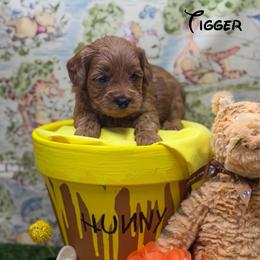 Tigger - Red  female Goldendoodle puppy in Williamson, New York from Lakeside Doodles