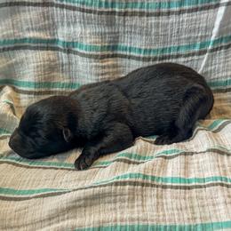 Caspian (Red) - Gold brindle male Dutch Shepherd puppy in Slippery Rock, Pennsylvania from Pytka Performance K9