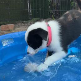 Border Collies from Miles of Trials