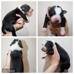 Sapphire - Black tri-color female Australian Shepherd puppy in Iola, Texas from MK Aussies