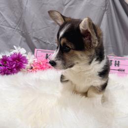 Clyde - Black and tan male Pembroke Welsh Corgi puppy in El Dorado Springs, Missouri from Trixie Dixie