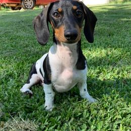 Dachshunds from Starr Mini Dachshunds