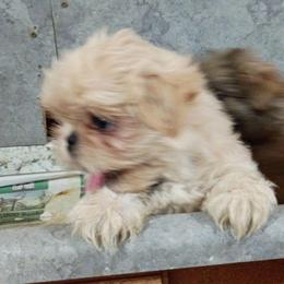 Boy 1 - White male Shih Tzu puppy in Austin, Minnesota from Bearpaw Shih Tzus