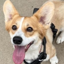Pharah - Pembroke Welsh Corgi