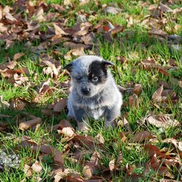 Prancer - Blue mottled female Australian Cattle Dog puppy in Buffalo Valley, Tennessee from Buffalo Valley Breeders