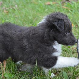 Shetland Sheepdog Puppies from Sunny Shelties