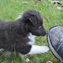 Shetland Sheepdog Puppies from Sunny Shelties