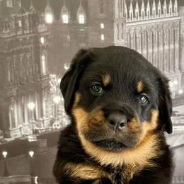 French Bulldog and Rottweiler Puppies from Von Haus Royal Rottweiler