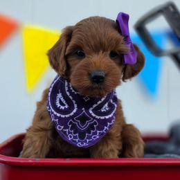 Timber - Red  female Goldendoodle puppy in Payson, Utah from Missy Doodles
