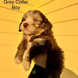 Aussiedoodle and Goldendoodle Puppies from J+Y World of Doodles