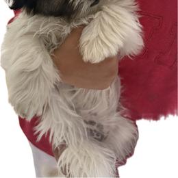 Rosie - Black gold and white female Shih Tzu puppy in Federal Way, Washington from Lovely Shih Tzu's