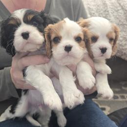 Cavalier King Charles Spaniel puppies from Children's Choice Cavaliers