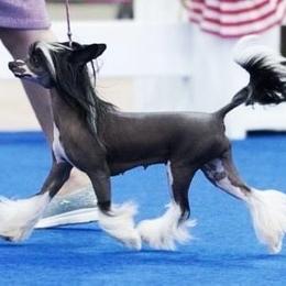 Epoka - Chinese Crested