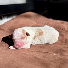 Nougat - Parti male Goldendoodle puppy in Pleasant Prairie, Wisconsin from Prairie Doodle Dogs