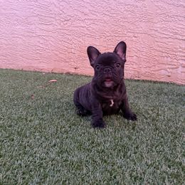 Abby - Brindle female French Bulldog puppy in Largo, Florida from Big Daddy Frenchies