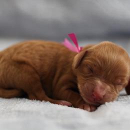 Rose - Red female Cavapoo puppy in Springtown, Texas from North Texas Puppies