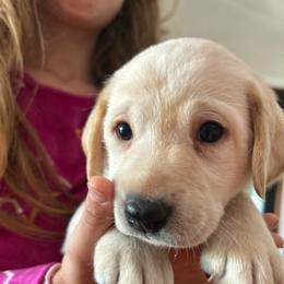 Yellow collar female - Yellow female Labrador Retriever puppy in Clayton, North Carolina from The Homestead at Little Creek