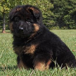 Orange Collar - Male - Black and red male German Shepherd puppy in Charlotte, North Carolina from Zuflucht K9s