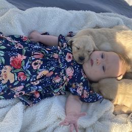 Golden Retriever Puppies from Rollin' Goldies