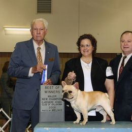 French Bulldog All Grown Up from Hillbuckle's French Bulldogs