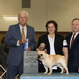 French Bulldog All Grown Up from Hillbuckle's French Bulldogs