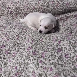 Boscoe - White male Coton de Tulear puppy in Timber, Oregon from Sterling’s Sweet Cotons
