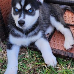 Pomsky Puppies from Way too cute Pomskies