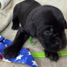 Chief - Black male Labrador Retriever puppy in Grants Pass, Oregon from KnR Antler Dogs ~ Labrador Retrievers & Corgis