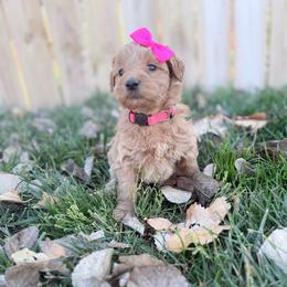 Rose-Pink - Apricot female Goldendoodle puppy in Casper, Wyoming from 307 Doodles