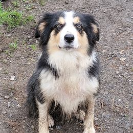 Lynk - Border Collie