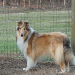 Molly - Collie
