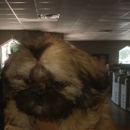 Shih Tzu Puppies from Peterson Shih Tzus