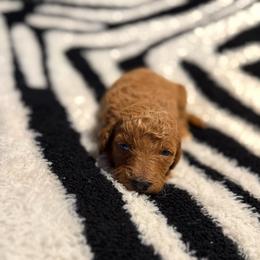 Sarabi - Red  female Goldendoodle puppy in Jacksonville, Florida from Dandelion Doodles