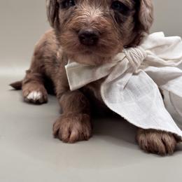 Oakley - Red merle male Aussiedoodle puppy in Claremont, North Carolina from Magnolia Grove Farms