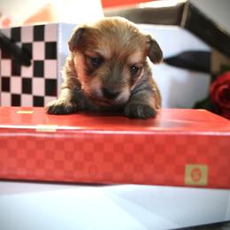 Nougat - Black and gold male Morkie puppy in Tucson, Arizona from Sun-Kissed Morkies
