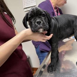 Rio - Brindle female Boxer puppy in Taft, Tennessee from Hillbillie Boxers