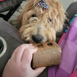 Goldendoodle All Grown Up from Lazy Dayz Doodles