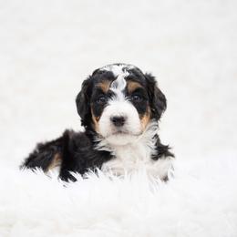 Peanut - Tri-color male Bernedoodle puppy in Spokane, Washington from Lilac City Doodles