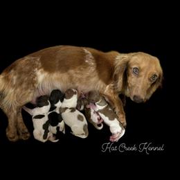 Bloodhound and Dachshund Puppies from Hat Creek Kennel