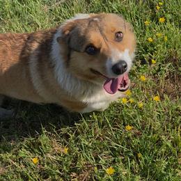 Bree - Sable female Pembroke Welsh Corgi puppy in Ethridge, Tennessee from Liberty Hill Farm