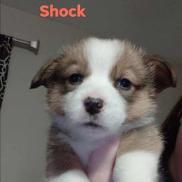 Shock - Sable female Pembroke Welsh Corgi puppy in Saint John, Washington from Fuzzbutt Farms LLC