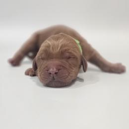 Jasper - Red  male Goldendoodle puppy in Mocksville, North Carolina from Hunting Creek Farm & Kennel