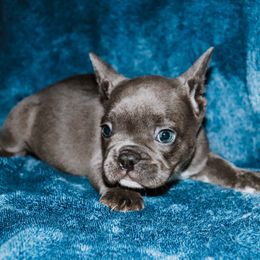 Puppy 1 - Blue male French Bulldog puppy in Lincoln, Arkansas from Red Dirt Dachshunds
