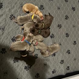 Purple collar - Silver male Dilute Retriever puppy in Douglass, Kansas from JP Kennels, LLC