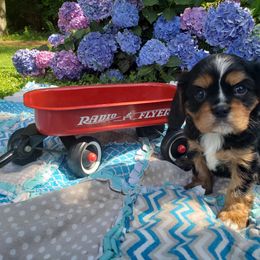 Cavalier King Charles Spaniel Puppies from Heritage Garden Cavaliers