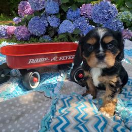 Cavalier King Charles Spaniel Puppies from Heritage Garden Cavaliers