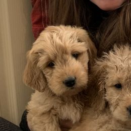 Goldendoodles and Golden Retrievers from Westwood Farms