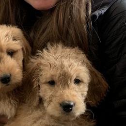 Goldendoodles and Golden Retrievers from Westwood Farms