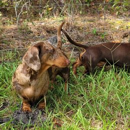 Dachshunds from SatillaDachs