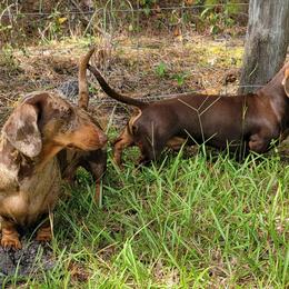 Dachshunds from SatillaDachs